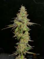 Garlic Breath: strain page photo, credit seedfinder.eu, copyright status shown with credit copyright unverified