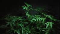 Garlic Breath: strain page photo, credit seedfinder.eu, copyright status shown with credit copyright unverified