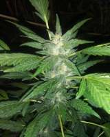 Garlic Breath: strain page photo, credit seedfinder.eu, copyright status shown with credit copyright unverified
