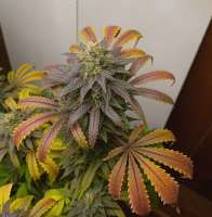 Last Laugh archive 1