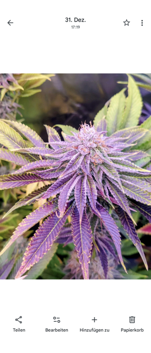 An image of Cherry Slam
