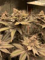 Devil Driver: strain page photo, credit seedfinder.eu, copyright status shown with credit copyright unverified