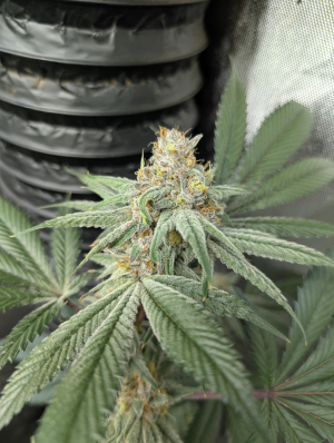 Devil Driver: strain page photo, credit seedfinder.eu, copyright status shown with credit copyright unverified