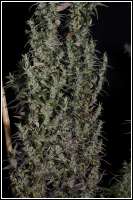 Haze: strain page photo, credit seedfinder.eu, copyright status shown with credit copyright unverified