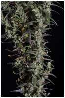 Haze: strain page photo, credit seedfinder.eu, copyright status shown with credit copyright unverified