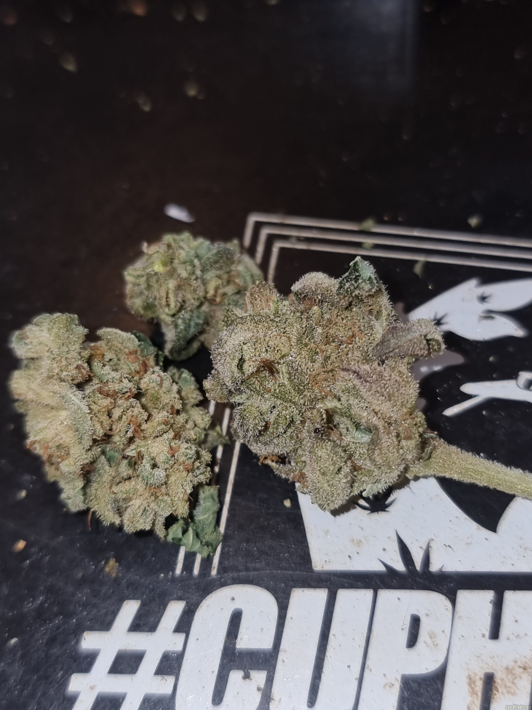 Gorilla Bubble BX5 S1