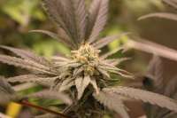 Italian Beef archive 2