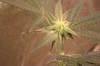 Italian Beef archive 1