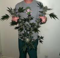 Italian Beef archive 4