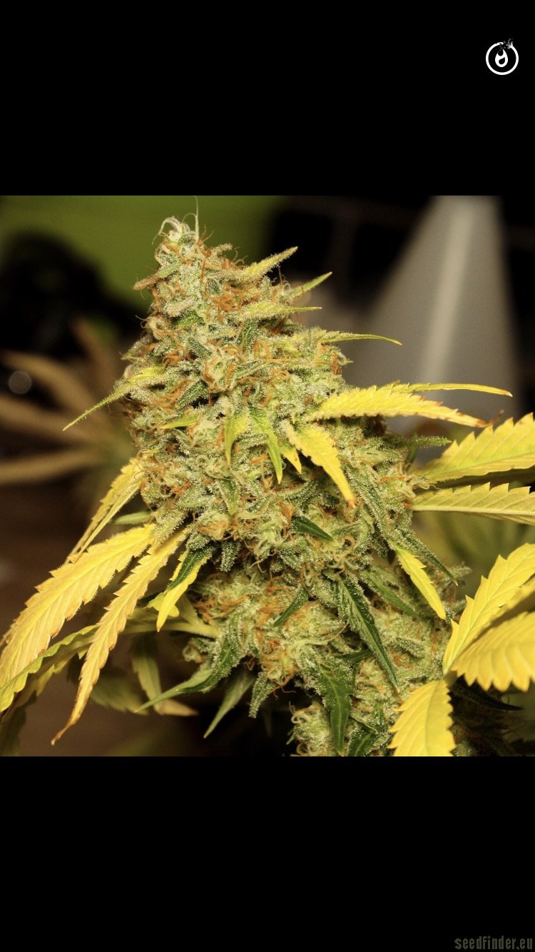 3 Chems flowering cannabis, as labeled by the cited photo source