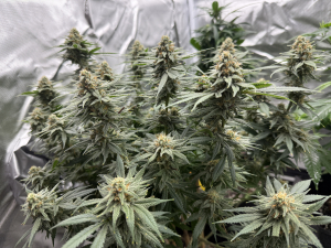 An image of Sugaree Skunk