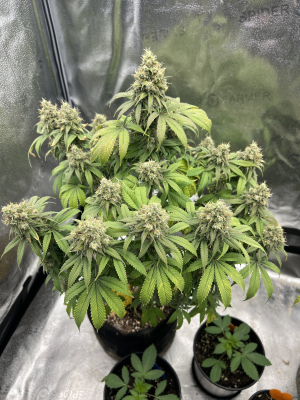 An image of Sugaree Skunk