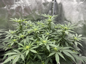 An image of Sugaree Skunk