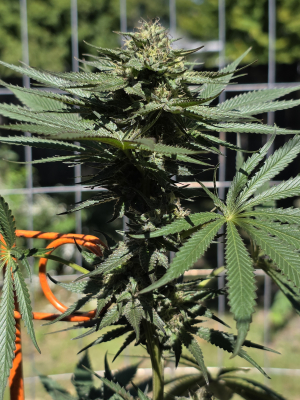 An image of Sour Lights