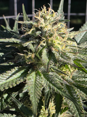 An image of Sour Lights