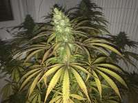 Demon Auto Tao archive 2