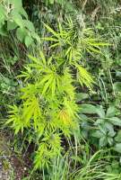 Demon Auto Tao archive 4