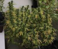 Demon Auto Tao archive 1