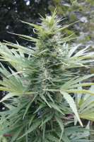 Haze Auto Tao archive 1