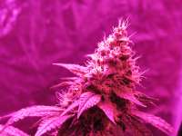 Laughing Gas archive 3