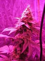 Laughing Gas archive 2