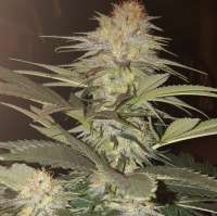 An image of Sour Mantis