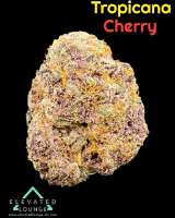 An image of Tropical Cherry