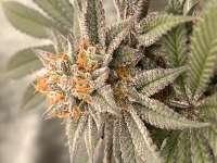 Debbie Does Dallas archive 3