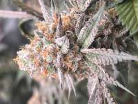 Debbie Does Dallas archive 2