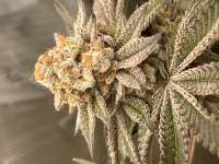 Debbie Does Dallas archive 1