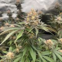 Debbie Does Dallas archive 4