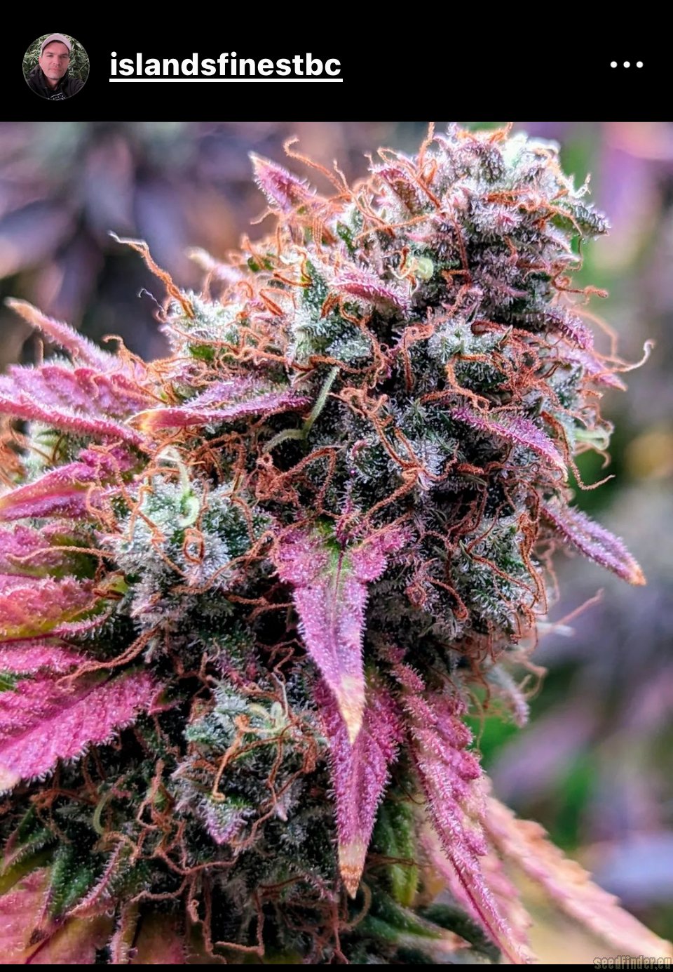 Gods Purple Biker Kush x The Ox