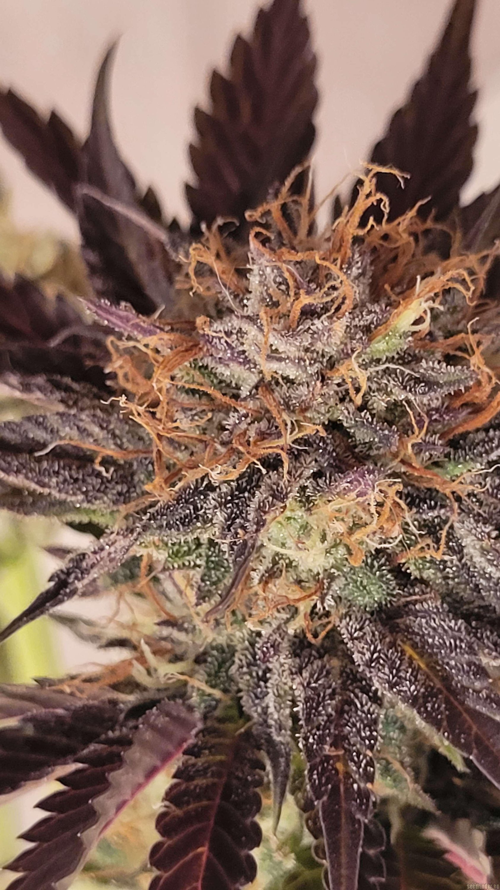 Lemon Berry Candy OG Auto x Burmese