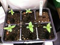 King Congo archive 1