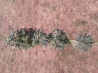 Image #17111415961459029