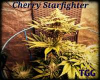 An image of Cherry Starfighter