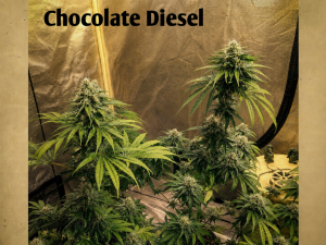 An image of Chocolate Diesel