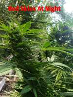 Red Skies At Night archive 1