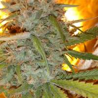 An image of Bruce Banner #3 x Amnesia Haze