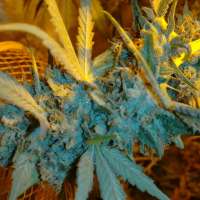 Girl Scout Cookie: strain page photo, credit seedfinder.eu, copyright status shown with credit copyright unverified