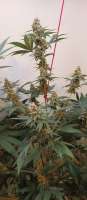 An image of Fruit By The Bubba x Tajikistan Hindu Kush