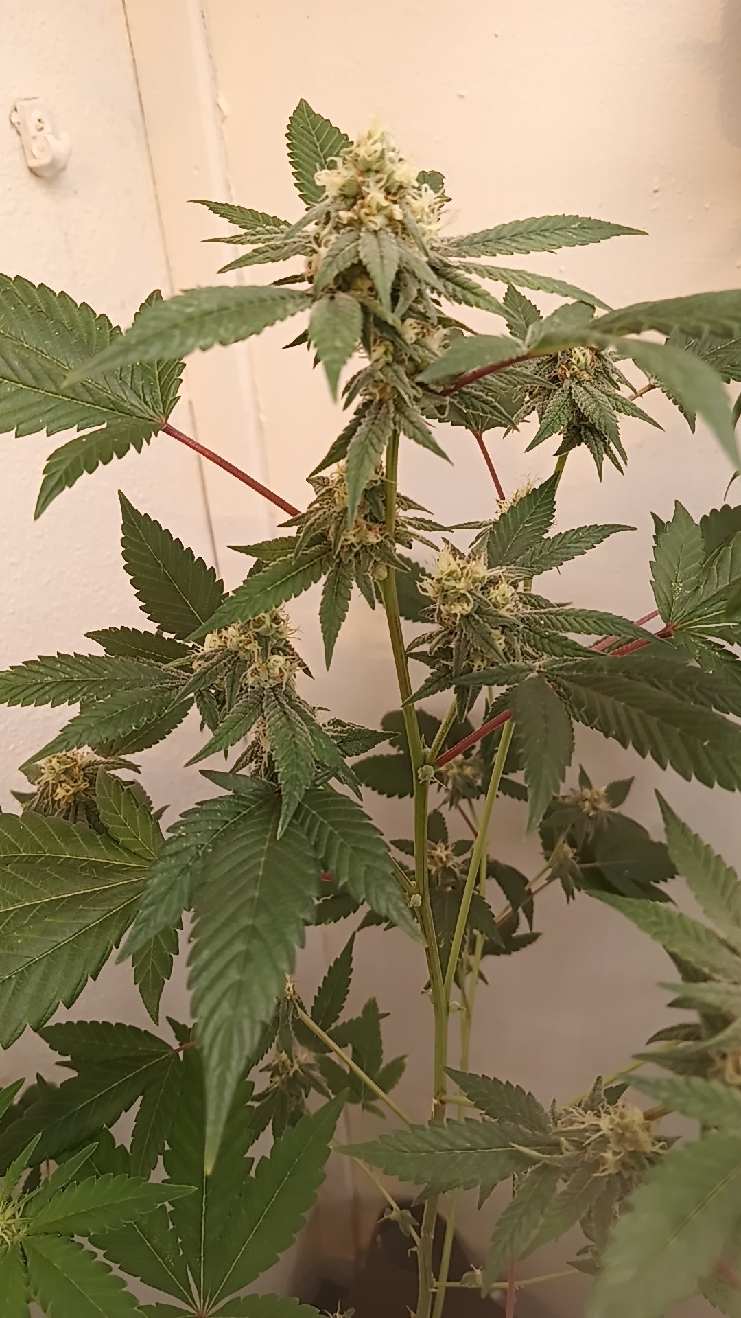 Fruit By The Bubba x Tajikistan Hindu Kush