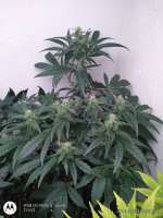 An image of Gorilla Runtz