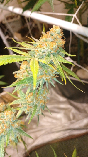 An image of Royal Gorilla Runtz