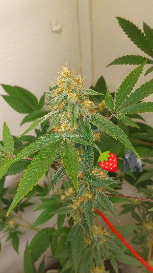An image of Strawberry Gorilla Runtz