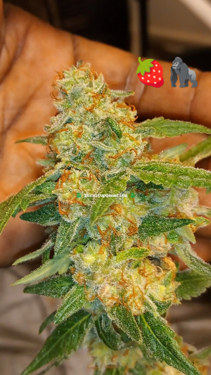 An image of Strawberry Gorilla Runtz