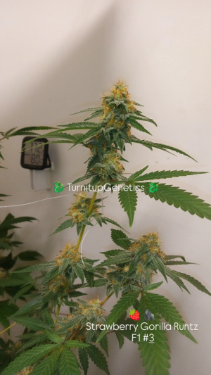 An image of Strawberry Gorilla Runtz