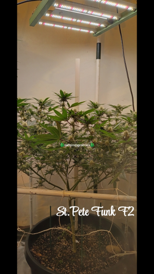 An image of St.Pete Funk F2