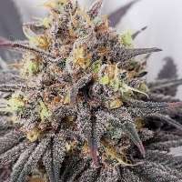 After Dinner Breath archive 2