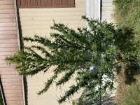 Garlic Kiska archive 3